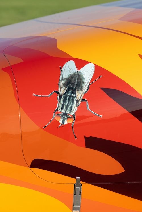 Close-up of a realistic fly illustration painted onto an orange and red section of an aircraft fuselage.